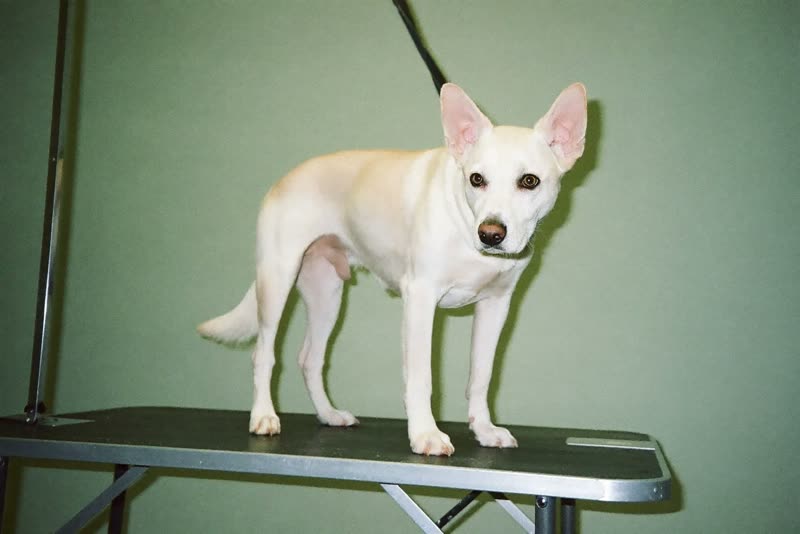 A dog standing calmly on a grooming table being combed